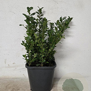 Ilex crenata 'Caroline Upright' 30-40 cm 2,0L
