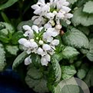 Lamium mac. 'White Nancy' GM C1.3