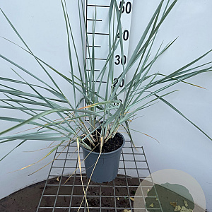 Leymus arenarius 'Blue Dune' 40-50 cm 2,5L