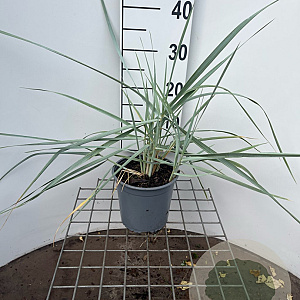 Leymus arenarius 30-40 cm 2,5L