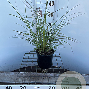 Miscanthus sin. 'Red Chief' 30-40 cm 2,5L