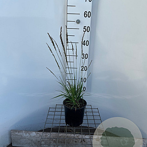 Molinia caerulea 'Moorhexe' 25-30 cm 2,5L