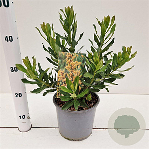 Myrica gale 30-40 cm 3,0L
