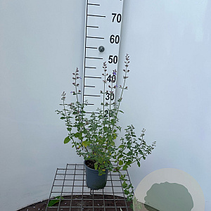 Nepeta faassenii 'Grol' 25-30 cm C1.3