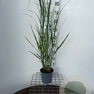 Panicum virgatum 'Northwind' 30-40 cm 2,5L