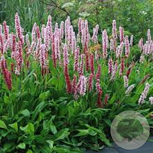 Persicaria aff. 'Kabouter' 25-30 cm C1.3