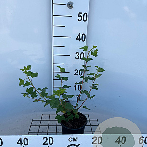 Physocarpus capitatus 'Tilden Park' 30-40 cm C1.3
