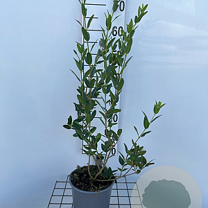 Phillyrea latifolia 40-50 cm 3,0L