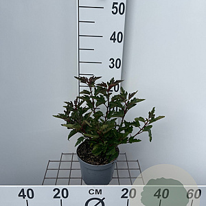 Physocarpus op. Little Leena 25-30 cm 2,0L