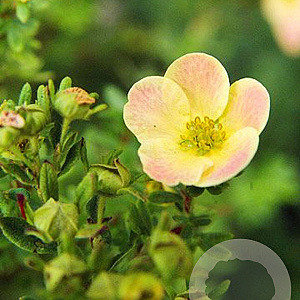 Potentilla f. 'Daydawn' 30-40 cm C1.3