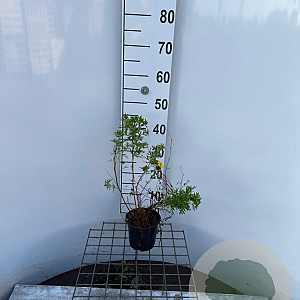 Potentilla f. 'Goldfinger' 30-40 cm C1.3