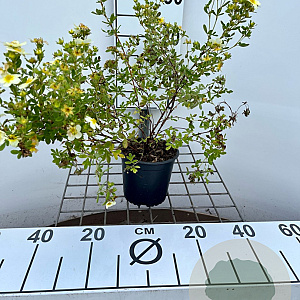 Potentilla f. 'Limelight' 30-40 cm C1.3