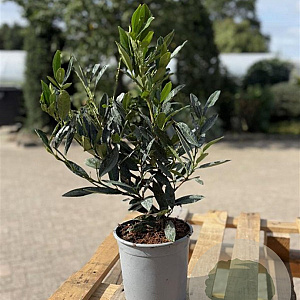 Prunus l. 'Otto Luyken' 40-50 cm 2,5L