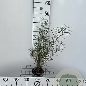 Salix rosmarinifolia 30-40 cm C1.3