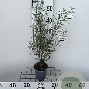 Salix rosmarinifolia 40-50 cm C1.3