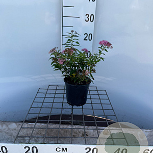 Spiraea jap. 'Genpei' 25-30 cm C1.3