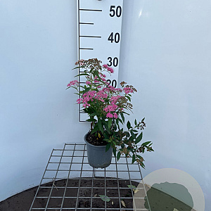 Spiraea jap. 'Genpei' 30-40 cm C1.3