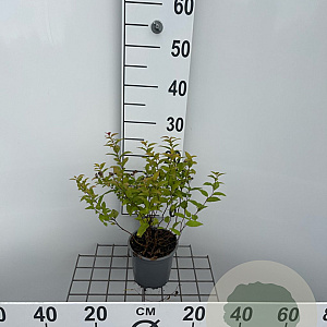 Spiraea jap. 'Goldflame' 25-30 cm C1.3