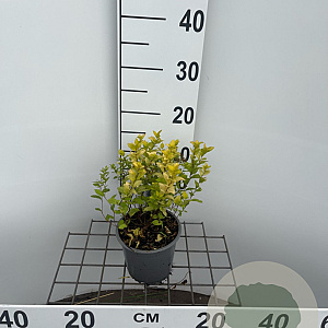 Spiraea jap. 'Golden Princess' 20-25 cm C1.3