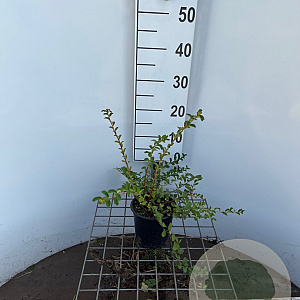 Spiraea nipp. 'June Bride' 30-40 cm C1.3