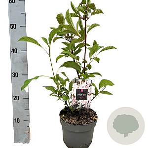 Viburnum bodn. 'Dawn' 30-40 cm 2,0L