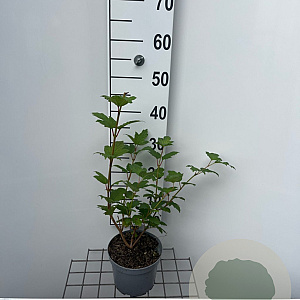 Viburnum opulus 'Roseum' 30-40 cm 2,0L