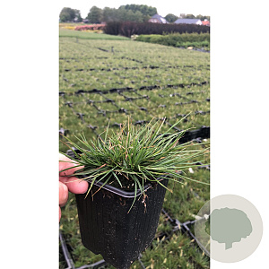 Pennisetum al. 'Little Bunny' GM P9