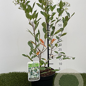 Aronia melanocarpa 50-60 cm 3,0L