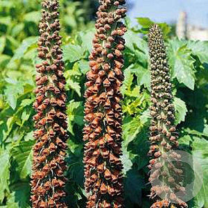 Digitalis parviflora GM P9