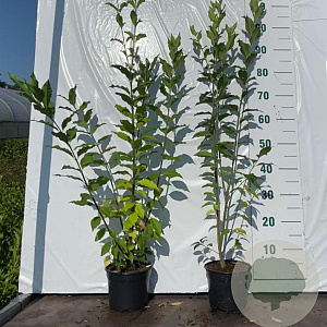 Euonymus europaeus 40-60 cm 2,0L