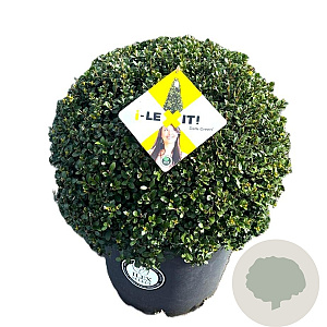 Ilex crenata Dark Green 50 cm 20L bol potgekweekt