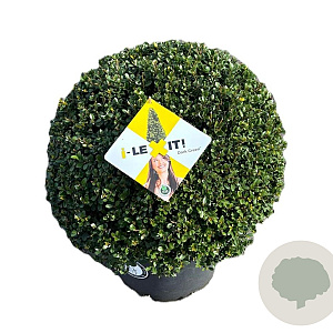 Ilex crenata Dark Green 50 cm 20L bol potgekweekt