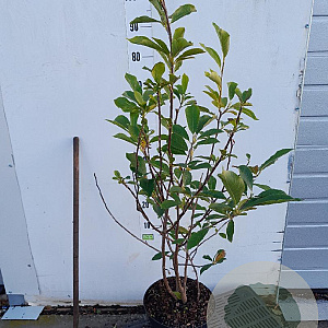 Magnolia soulangeana 60-80 cm 7,5L