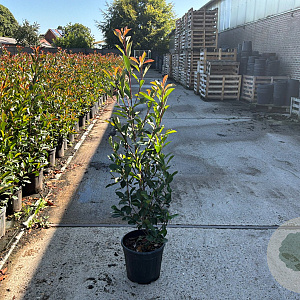 Photinia fraseri 'Red Robin' 125-150 cm 15L