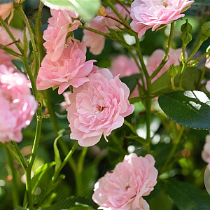 Rosa (P) 'The Fairy' GM 2,0L