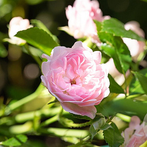 Rosa (P) 'The Fairy' GM 2,0L