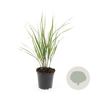 Calamagrostis acut. 'Karl Foerster' GM C1.3