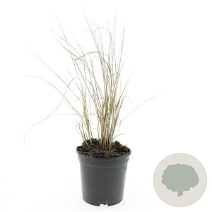 Calamagrostis acut. 'Karl Foerster' GM C1.3