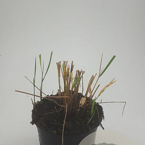 Calamagrostis acut. 'Karl Foerster' GM C1.3