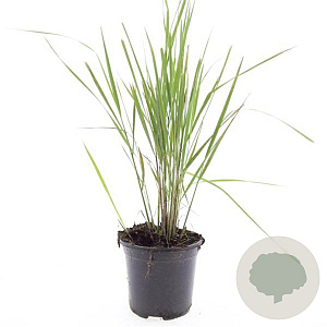 Calamagrostis acut. 'Karl Foerster' GM C1.3