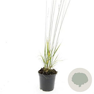Molinia caerulea 'Heidebraut' GM C1.3
