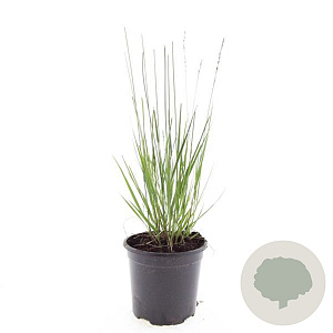 Molinia caerulea 'Heidebraut' GM C1.3