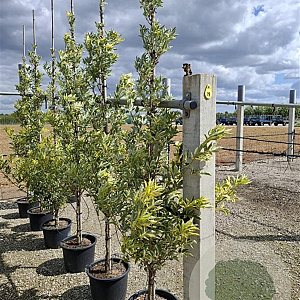Sambucus nigra 'Madonna' 40-60 cm 15L