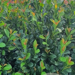 Prunus l. Bonaparte 60-80 cm met kluit