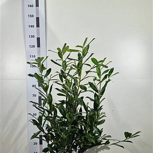 Prunus l. 'Caucasica' 100-120 cm met kluit