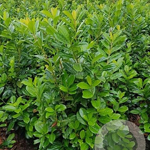 Prunus l. 'Novita' 120-140 cm met kluit