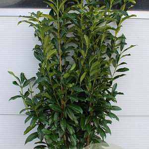 Prunus l. Genolia 120-140 cm met kluit