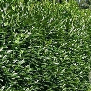 Prunus l. Genolia 80-100 cm met kluit