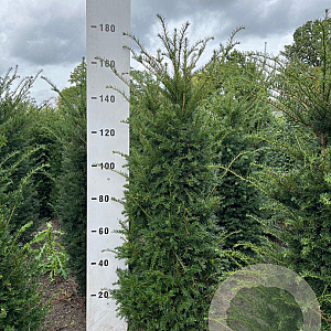 Taxus baccata 140-160 cm met kluit