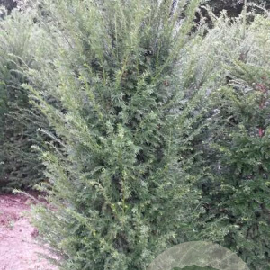 Taxus baccata 140-160 cm met kluit